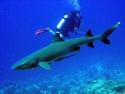 white tip reef shark taken at 'osprey reef' Australia by Laura Whittaker 